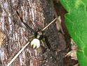 Misumena_vatia_F2194_Z_88_Les Gris_Frankrijk